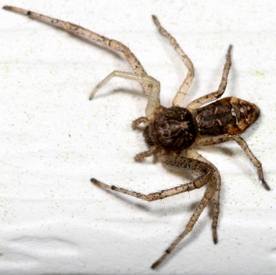 Genus Tmarus