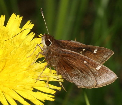 Dusted Skipper