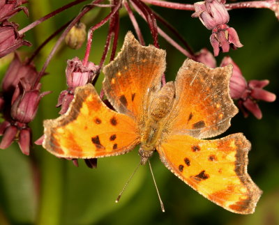 Gray Comma