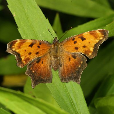 Gray Comma