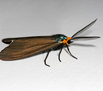 Hodges#8262 * Virginia Ctenucha * Ctenucha virginica