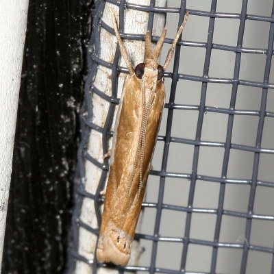 Hodges#5355 * Common Grass-veneer Moth * Crambus praefectellus