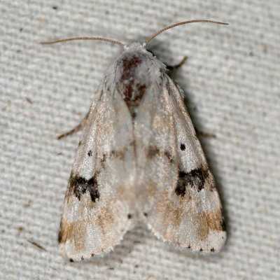 Hodges#11177 * Goldenrod Flower Moth * Schinia nundina