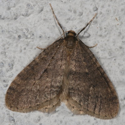 Hodges#7436 * Winter Moth ♂ * Operophtera brumata