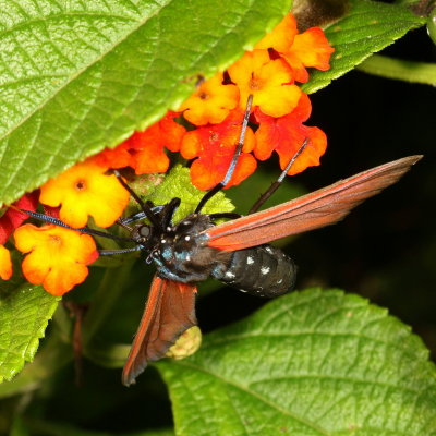 Hodges#8272 * Spotted Oleander Caterpillar Moth * Empyreuma affinis