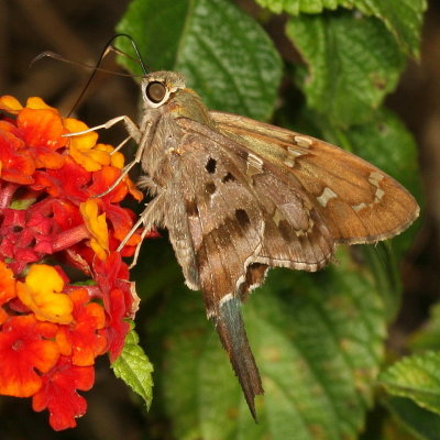 Long-tailed Skipper