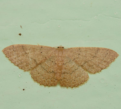 Hodges#7132 * Common Tan Wave * Pleuroprucha insulsaria