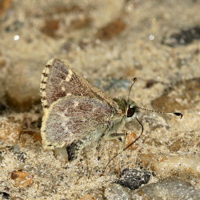 Pepper-and-Salt Skipper