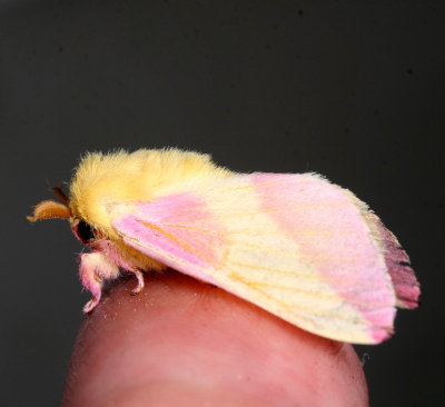 Hodges#7715 * Rosy Maple Moth * Dryocampa rubicunda