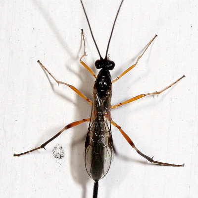 Macrocentrus marginator  ♀