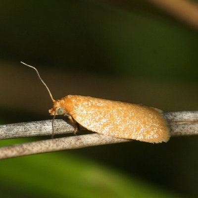 Hodges#3529 * Acleris oxycoccana (T)