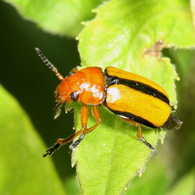 Anomoea laticlavia * Clay-colored Leaf Beetle