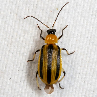 Acalymma vittatum 