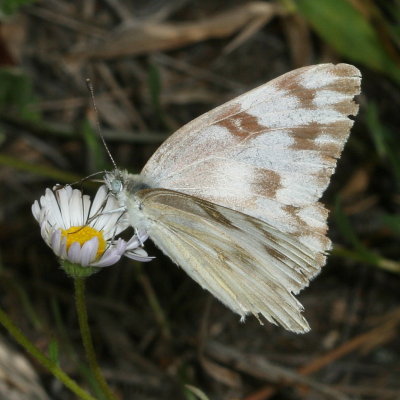 Checkered White ♀