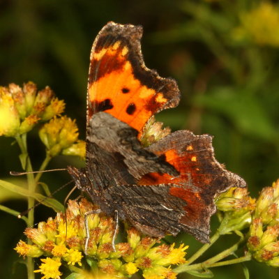 Gray Comma