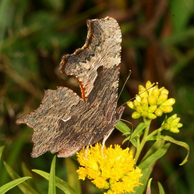 Gray Comma