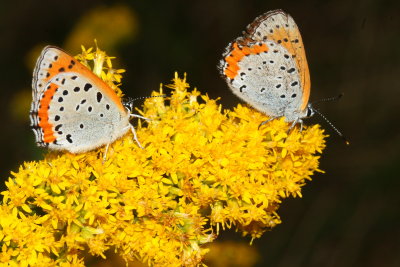 Bronze Coppers