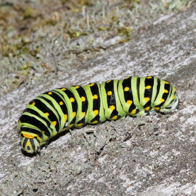 Black Swallowtail -  5th and final instar 