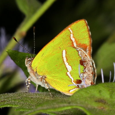 Gossamer-wing Butterflies : Family Lycaenidae