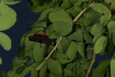 Red-bordered Pixie
