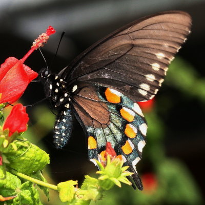 Pipevine Swallowtail