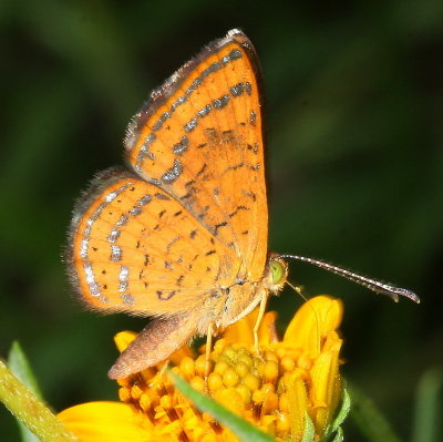Fatal Metalmark