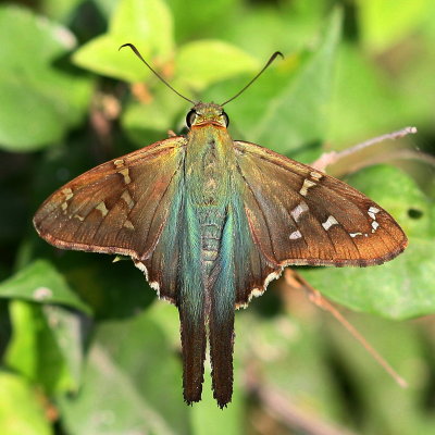 Spread-wing Skippers : Subfamily Pyrginae
