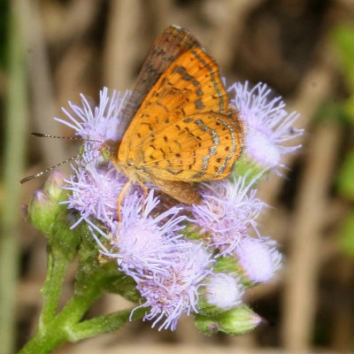 Fatal Metalmark