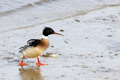 Red-breasted Merganser ♂