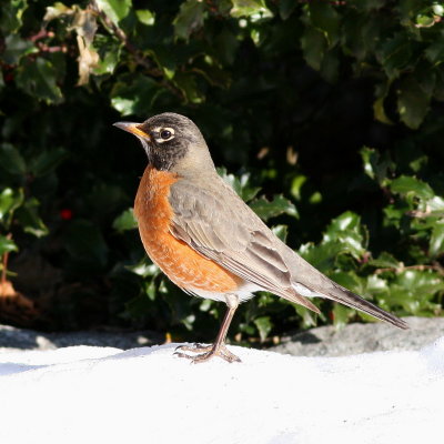 American Robin