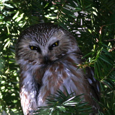 Northern Saw-whet Owl