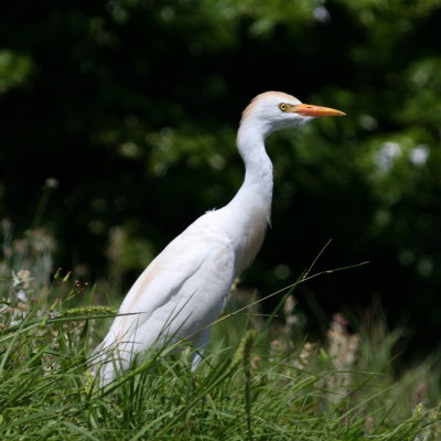 Cattle Egret
