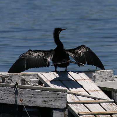 Anhinga