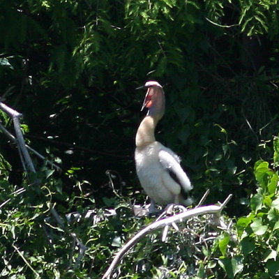 Anhinga chick