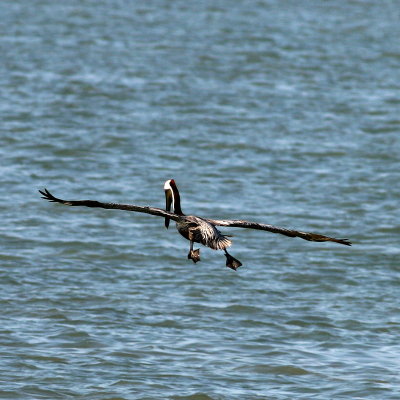 Brown Pelican