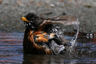 Bath time