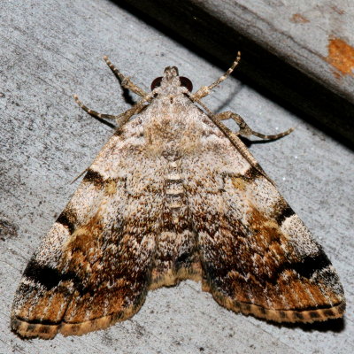 Noctuidae: Herminiinae through Hypeninae Moths 8322 - 8489