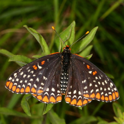 Baltimore Checkerspot