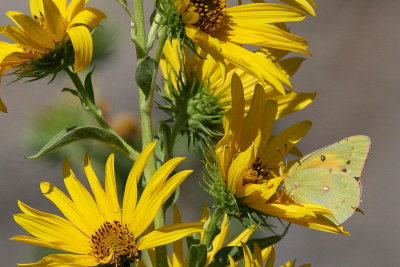 Orange Sulphur