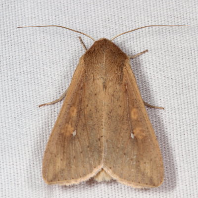 Hodges#10438 * Armyworm * Mythimna unipuncta