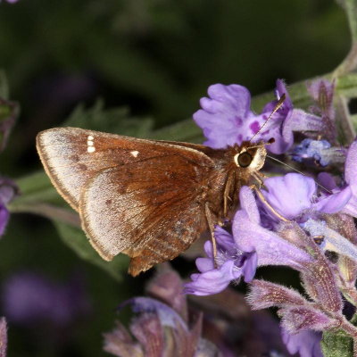 Dusted Skipper