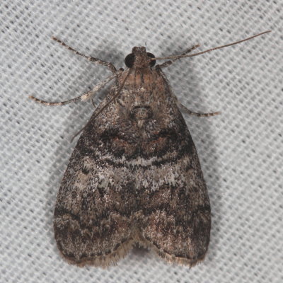 Hodges#5606 * Maple Webworm Moth * Pococera asperatella