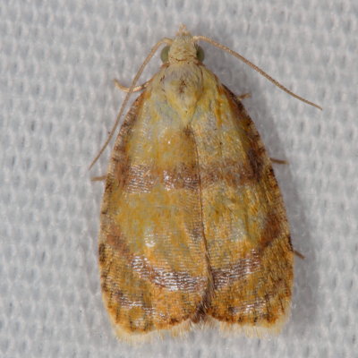 Hodges#3504 * Blueberry Leaftier Moth * Acleris curvalana