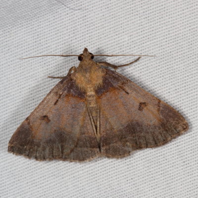 Hodges#8345 * Variable Zanclognatha * Zanclognatha laevigata