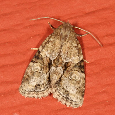 Hodges#9408 * Exhausted Brocade * Neoligia exhausta