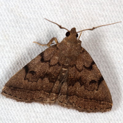 Hodges#8349.1 * Zanclognatha dentata
