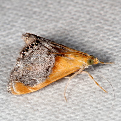 Hodges#4895 * Sooty-winged Chalcoela Moth * Chalcoela iphitalis 