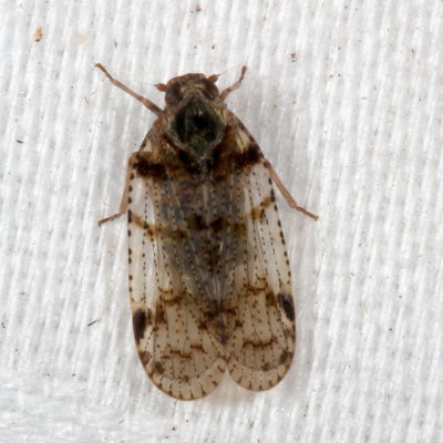 Cixius nervosus