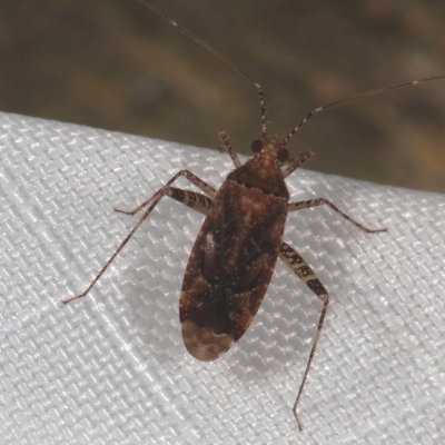 Genus Phytocoris