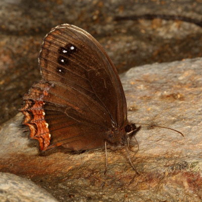Red-bordered Satyr